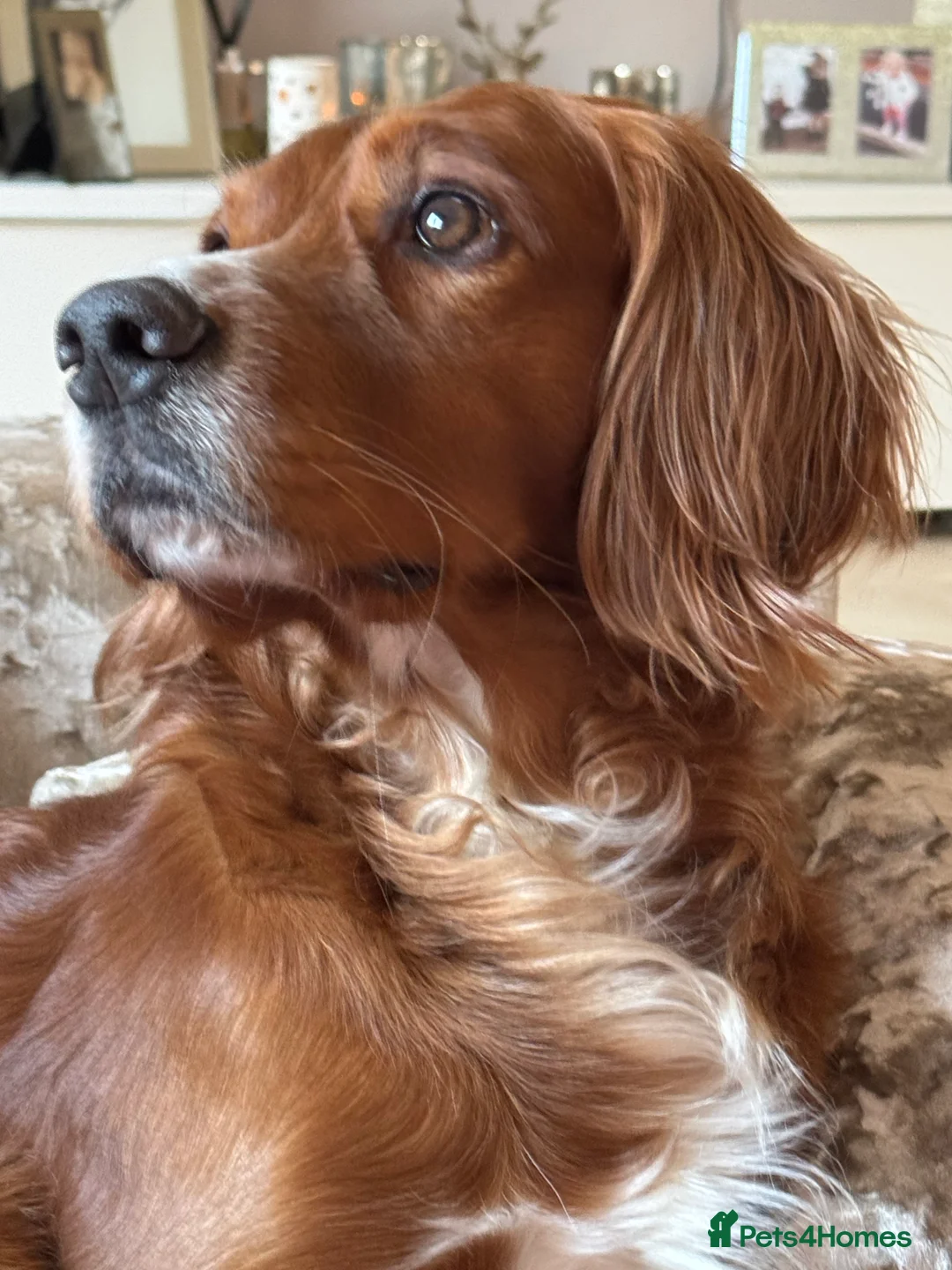 Cocker Spaniel dogs for stud: K.C Deep Red Working Cocker Proven Stud in Cramlington - Advert 17