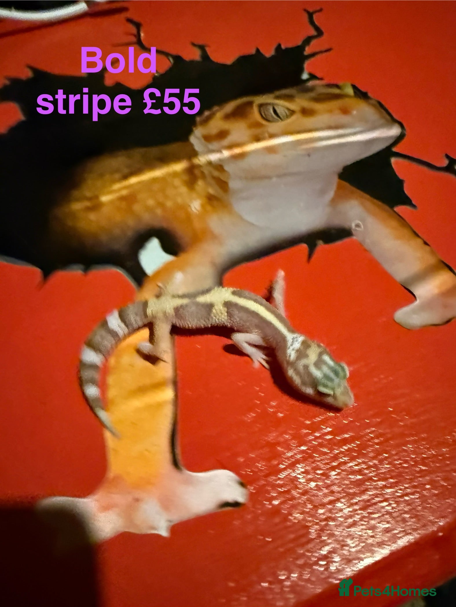 Leopard Gecko reptiles Baby Leopard geckos - Advert 14