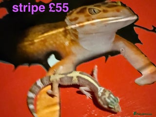 Leopard Gecko reptiles Baby Leopard geckos - Advert 5