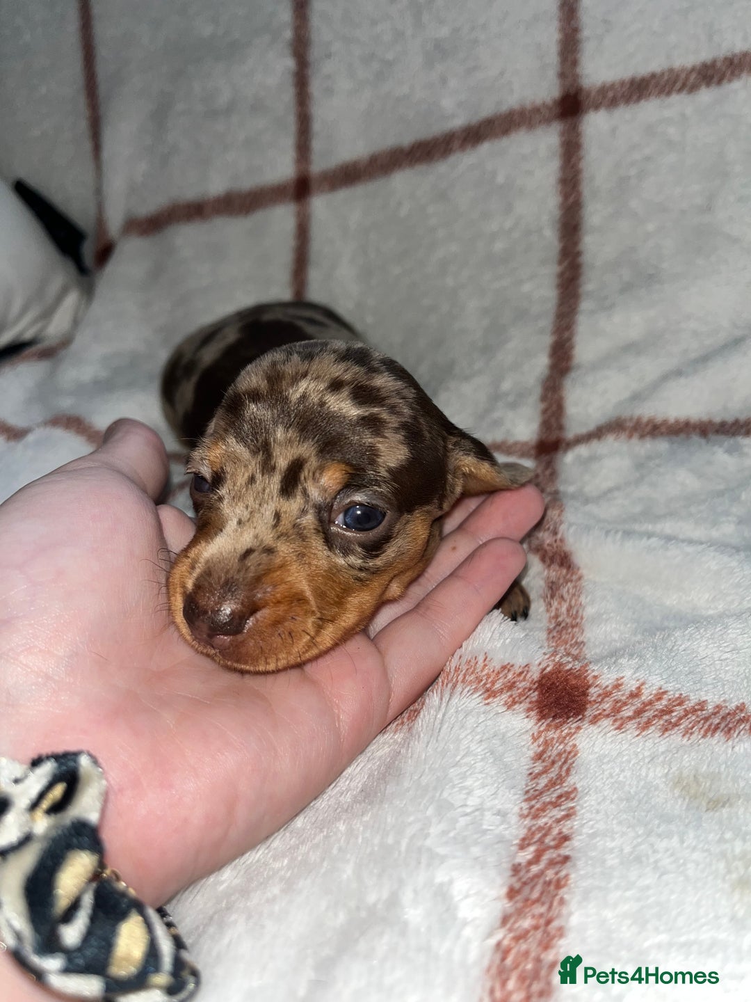 Miniature Dachshund dogs for sale: Beautiful Dachshund puppy’s  - Image 6