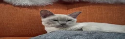 Burmese cats for sale: TICA reg pedigree Burmese  - Advert 5
