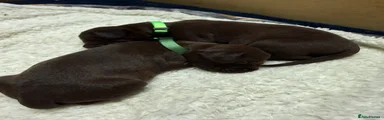 German Shorthaired Pointer 1 - lime green collar 