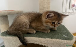 Brazilian Shorthair cats for sale: Beautiful golden British short hair female - Image 5