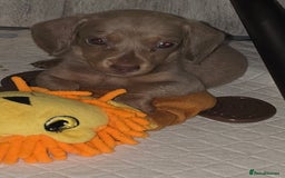 Miniature Dachshund dogs for sale: Mini dachahunds for sale  - Image 10