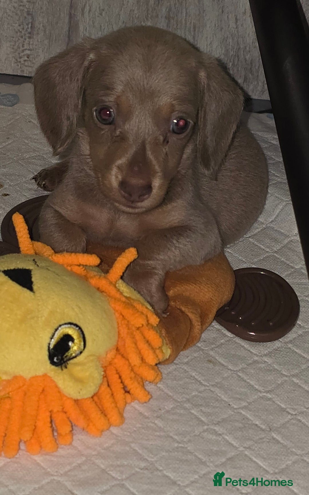 Miniature Dachshund dogs for sale: Mini dachahunds for sale  - Image 10