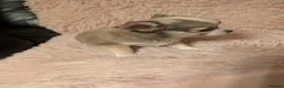 Chihuahua dogs for sale: Beautiful Green eyes Chihuahua  - Advert 9