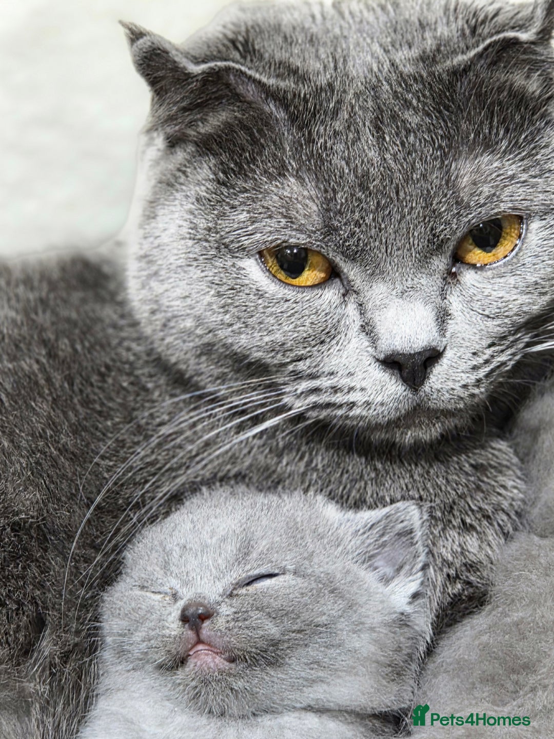 Scottish Fold cats for sale: 3 beautiful female scottish fold & straights 😍🎀 - Advert 4