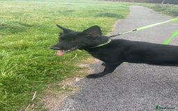 German Shepherd dogs for sale: Girl German shepherd luna - Image 9