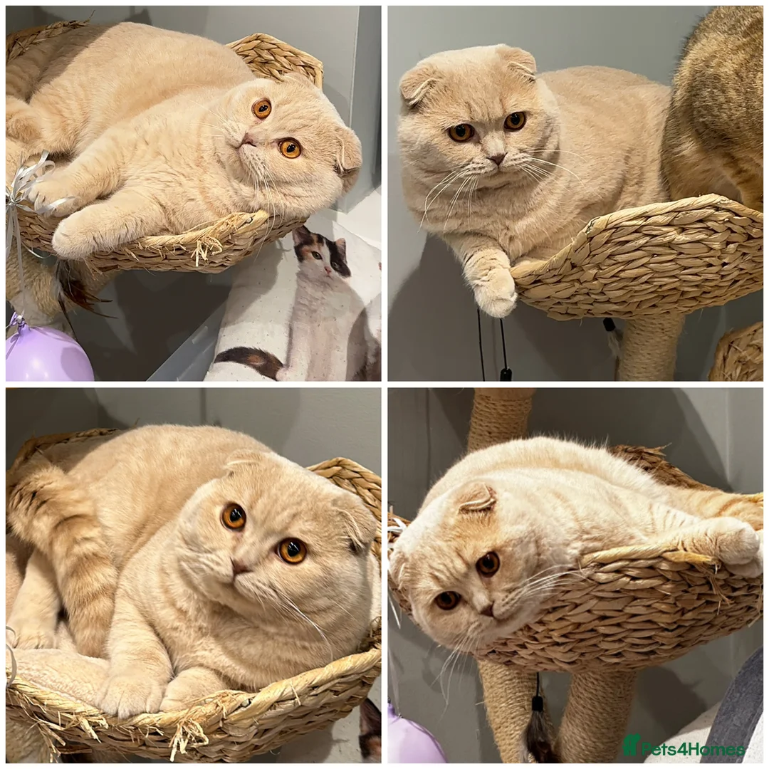 Scottish Fold cats for stud: Fantastic Cream Scottish fold for stud duties  in Derby - Advert 1