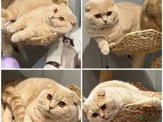 Scottish Fold cats Fantastic Cream Scottish fold for stud duties in Derby - Advert 10