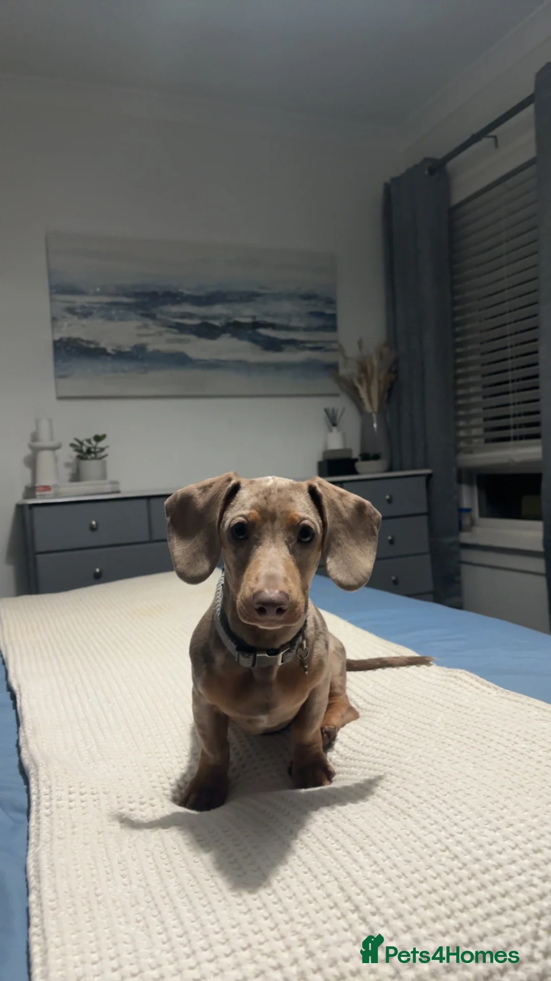 Dachshund dogs for stud: Stud  - Advert 2