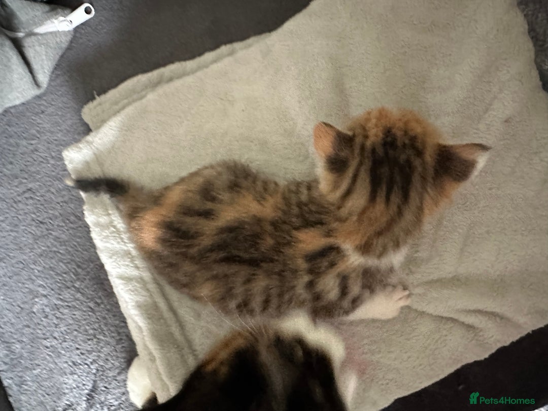 Mixed Breed cats for sale: Beautiful kittens  - Image 6