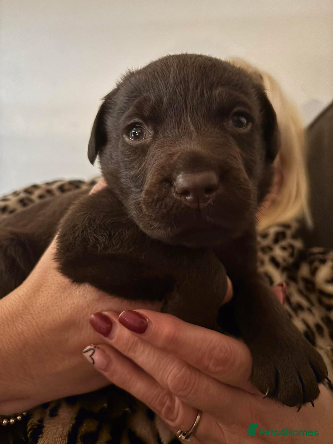 Labrador Retriever dogs for sale: Black & Chocolate Labrador pups  - Advert 1