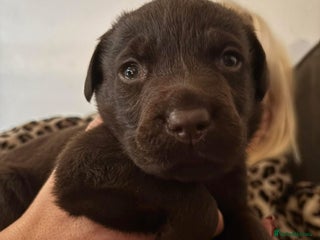 Labrador Retriever dogs Black & Chocolate Labrador pups - Advert 2