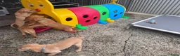 Labrador Retriever dogs for sale: Labrador puppies KC Fully health tested parents  - Advert 5