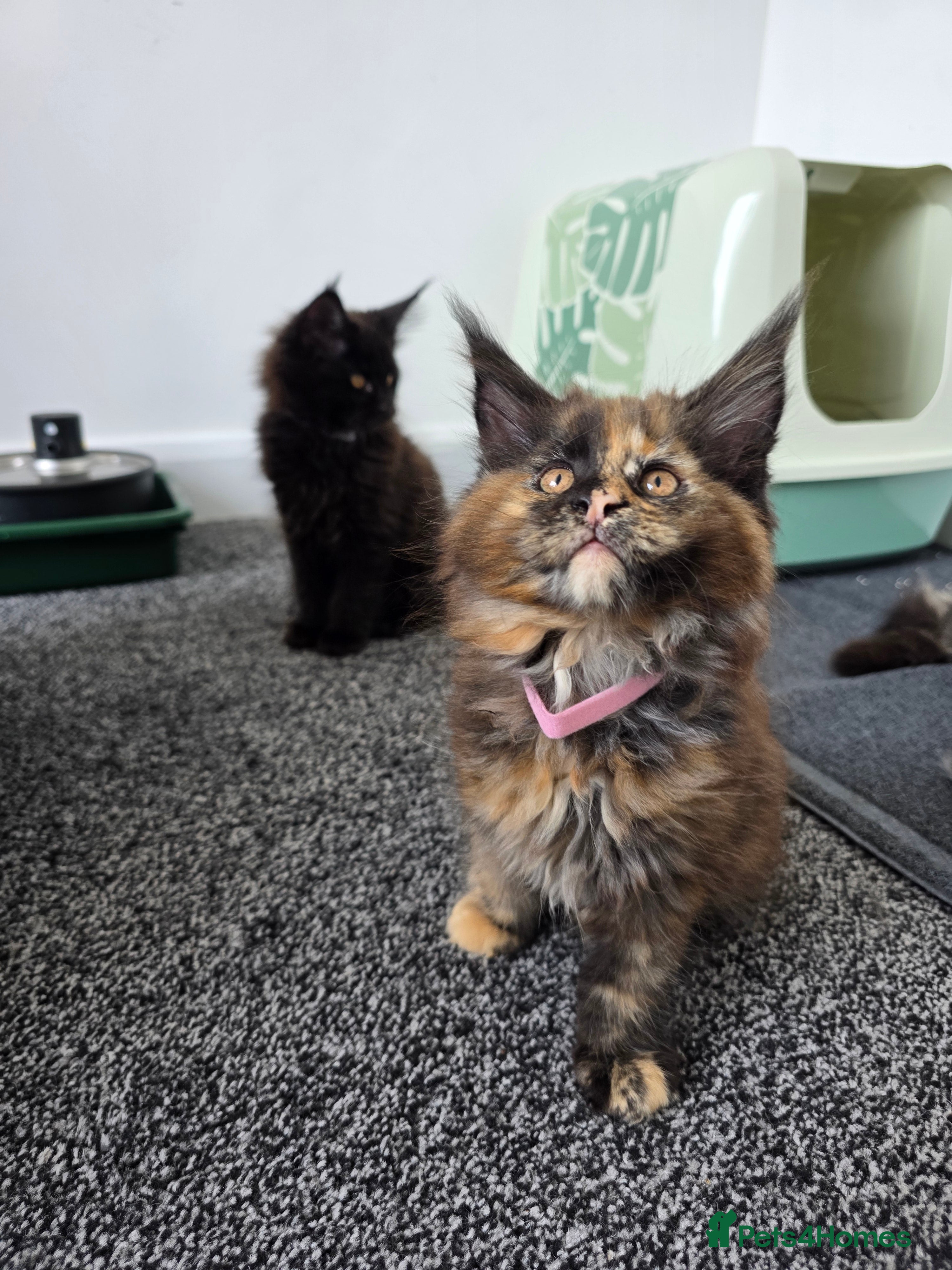 Maine Coon cats Maine coon pedigree kittens  - Advert 2