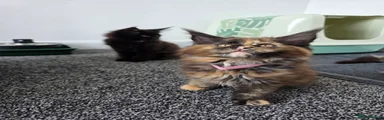 Maine Coon 7