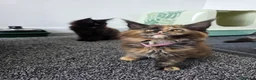 Maine Coon cats for sale: Maine coon pedigree kittens  - Advert 6