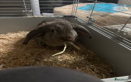 English rabbits for sale: Two beautiful female bunnies for sale. - Image 2
