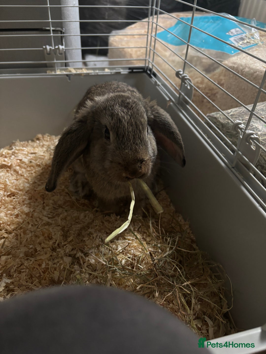 English rabbits for sale: Two beautiful female bunnies for sale. - Image 2