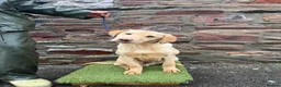 Labrador Retriever dogs for sale: 6 month Labrador Male Puppies - Advert 8