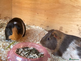 Guinea Pig rodents - Advert 1