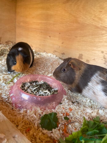 Guinea Pig rodents - Advert 1