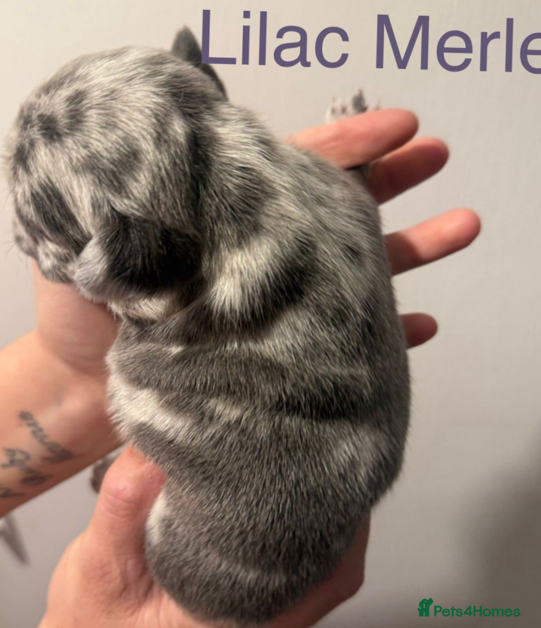 French Bulldog dogs for sale: 4 Beautiful Girl Frenchie's  - Image 16