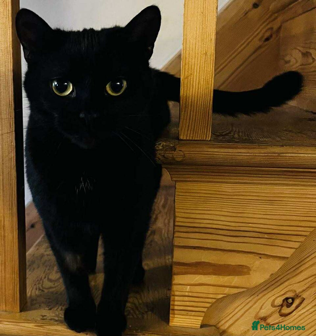 Mixed Breed cats for adoption: Beautiful Emma - Advert 6