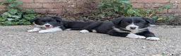 Border Collie dogs for sale: Border Collie Puppies for sale - Advert 6