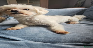 Maltese dogs - Advert 9