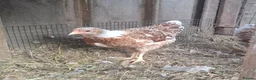 Chickens poultry for sale: Bantam Laced Wyandotte Chickens in Wetherby - Advert 10