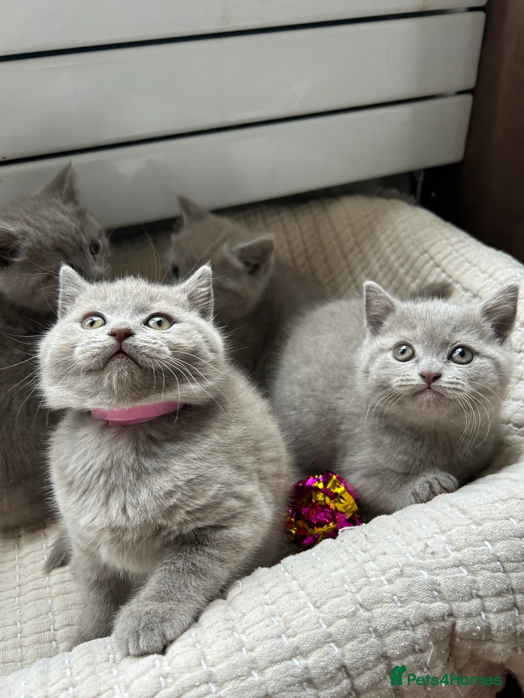British Shorthair cats for sale: Gorgeous BSH pedigree kittens  - Advert 3