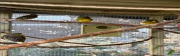 Canaries birds for sale: Gloster Canaries  in Daventry - Advert 12