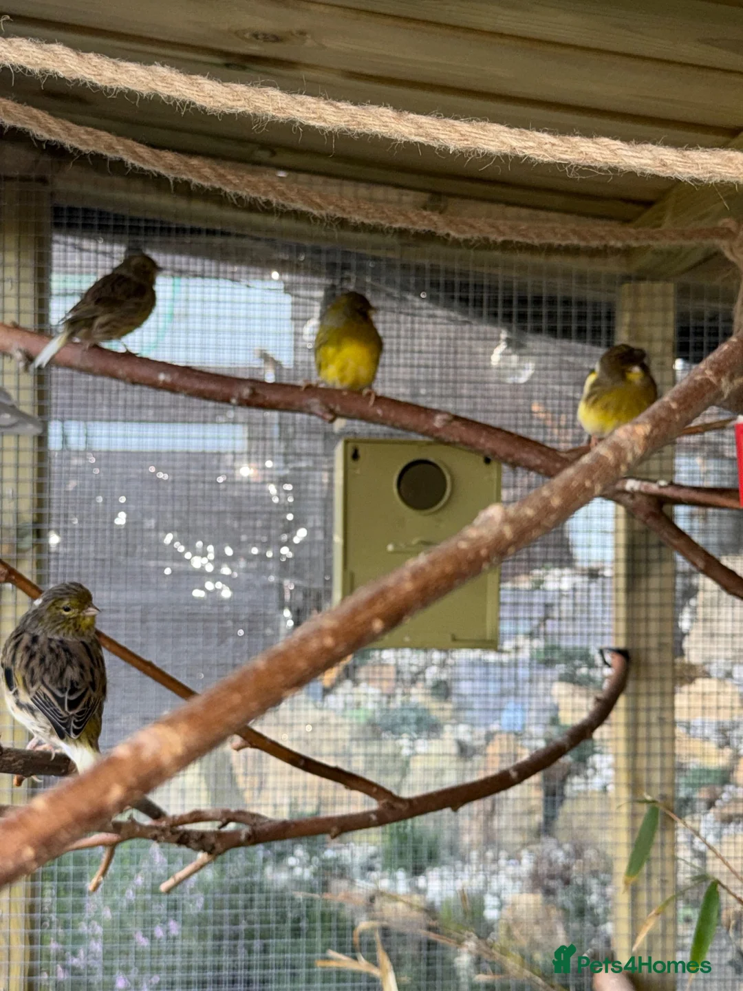Canaries birds for sale: Gloster Canaries  in Daventry - Advert 12