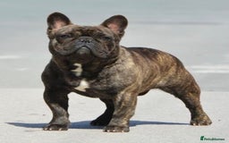 French Bulldog dogs for stud: International Champion French Bulldog for Stud - Image 1