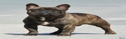 French Bulldog dogs for stud: INTERNATIONAL CHAMPION French Bulldog for Stud - Advert 1