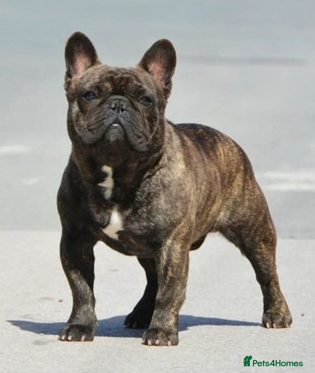 French Bulldog dogs for stud: INTERNATIONAL CHAMPION French Bulldog for Stud - Advert 1