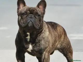 French Bulldog dogs INTERNATIONAL CHAMPION French Bulldog for Stud - Advert 1