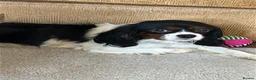 Cavalier King Charles Spaniel dogs for sale: Cavalier King Charles spaniel female. Tri colour  in Southampton - Advert 3