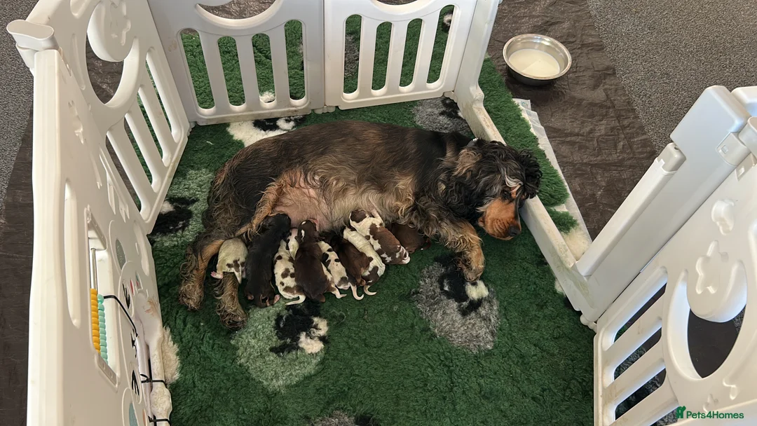 Cocker Spaniel dogs for stud: 2 PROVEN/HEALTH CLEAR KC Show Cocker Spaniels Stud in Shildon - Advert 34