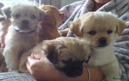 Maltipoo dogs for sale: Maltipoo - Image 1