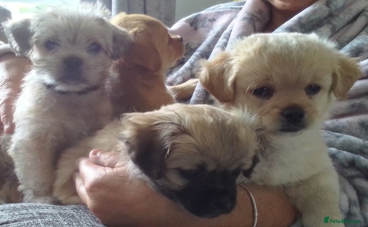 Maltipoo dogs - Advert 1