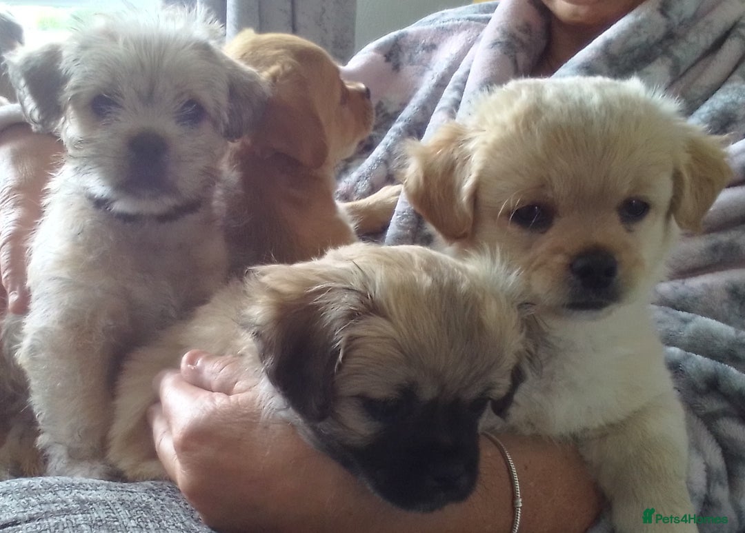 Maltipoo dogs for sale: Maltipoo - Image 1