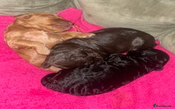 Cockapoo dogs for sale: 3 Cockapoo puppies for sale  - Advert 5