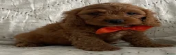 Cockapoo dogs for sale: AMAZING HEALTH CLEAR F1 COCKAPOO  - Advert 14