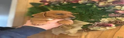 Mixed Breed dogs for sale: Adorable Norfolk Terrier × Jackdach Puppies - Advert 1