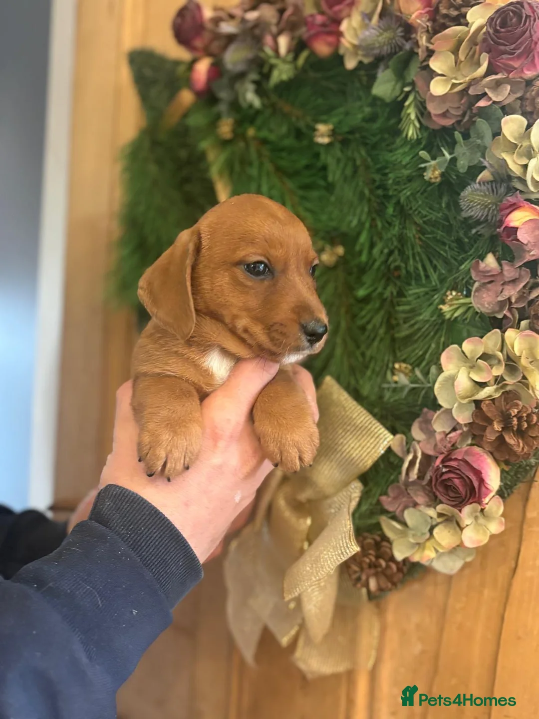 Mixed Breed dogs for sale: Adorable Norfolk Terrier × Jackdach Puppies - Advert 1