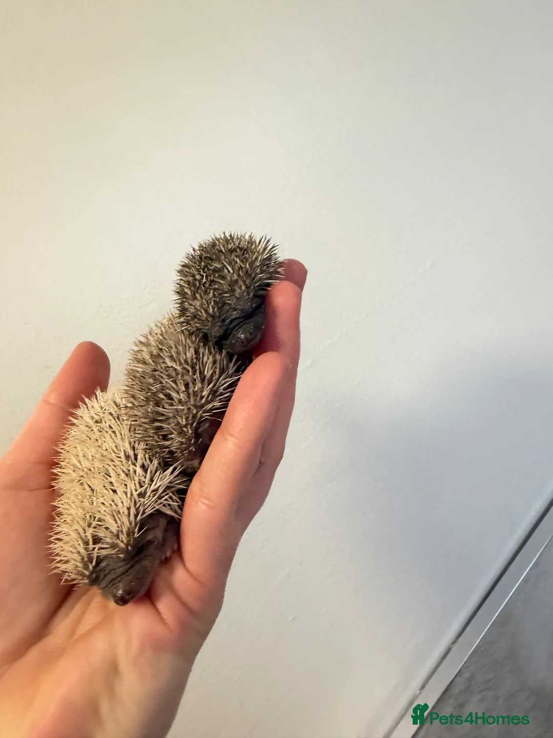 Pygmy Hedgehog rodents for sale: African Pygmg hedgehogs  - Advert 5