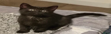 Mixed Breed kitten 3